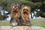 YORKSHIRE TERRIER 376